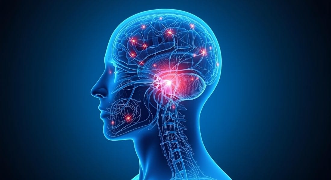 The Nervous System The Blueprint for Sensation and Movement
